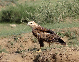 Adlerbussard - Buteo rufinus